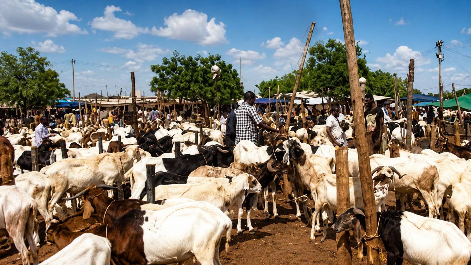 Burkina Faso’s cattle blockade sparks economic and social tensions ahead of Tabaski