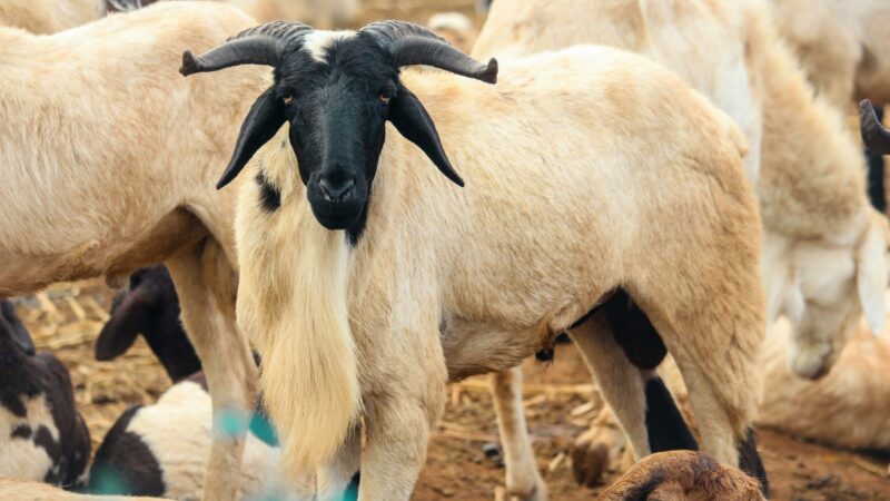 Senegal faces soaring Tabaski sheep prices and debt crisis