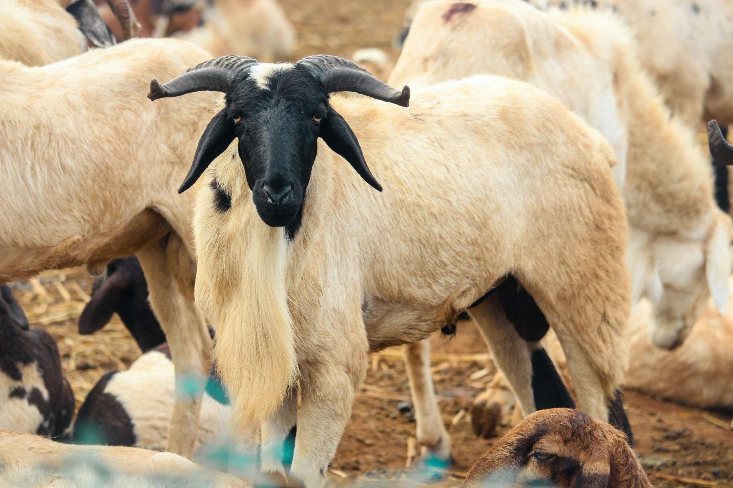 Senegal faces soaring Tabaski sheep prices and debt crisis