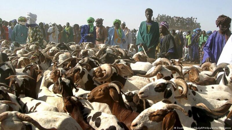 Malian army secures vital sheep supply for tabaski in Bamako