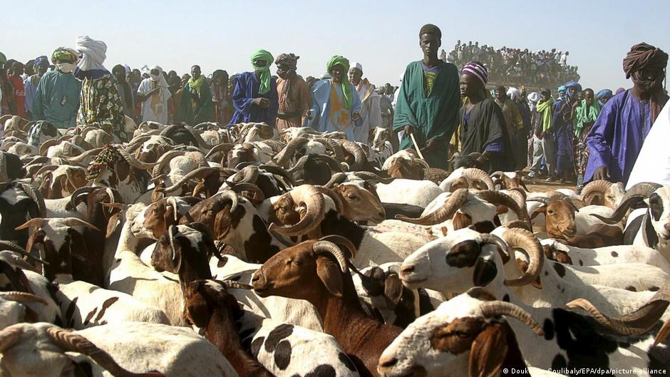 Malian army secures vital sheep supply for tabaski in Bamako