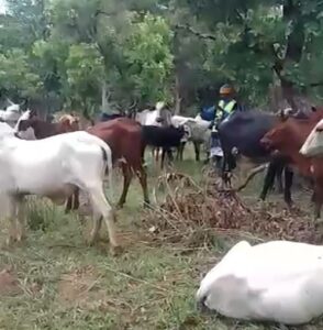 Mercenaries and faca accused of cattle theft in ndele central african republic
