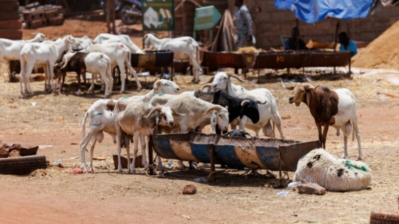 Tabaski in Bamako: Mali’s capital grapples with jihadist blockade