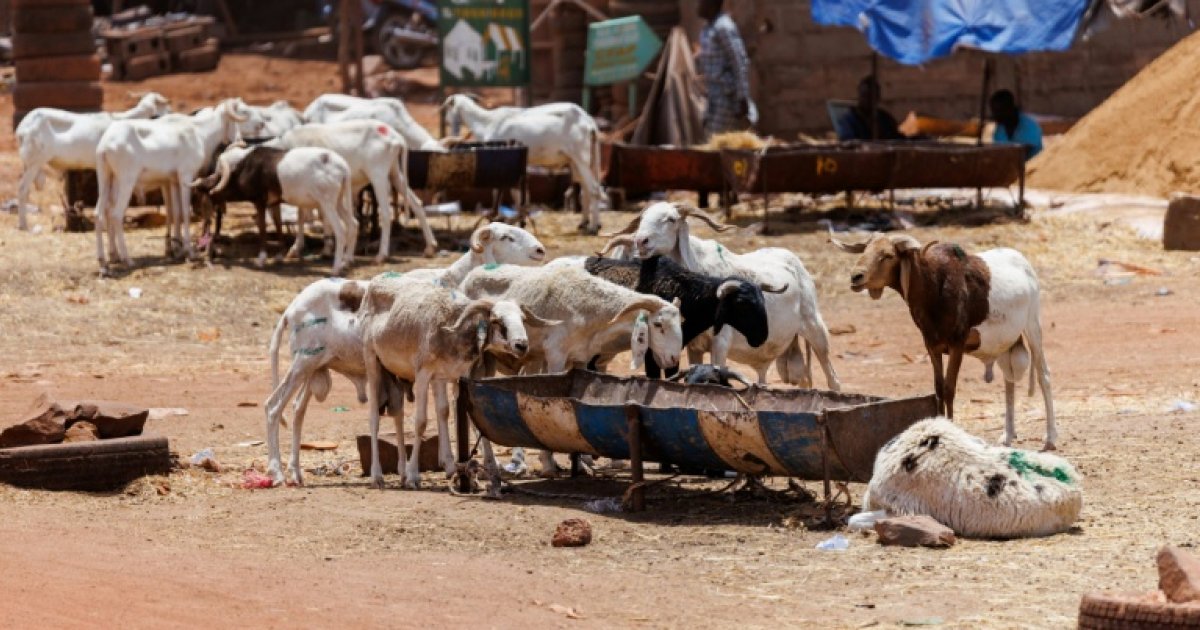Tabaski in Bamako: Mali’s capital grapples with jihadist blockade