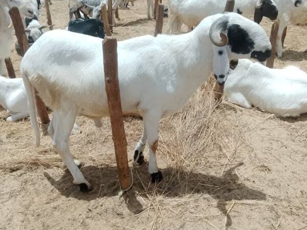 Niamey faces soaring sheep prices ahead of tabaski 2026