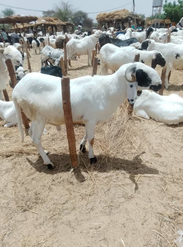 Niamey faces soaring sheep prices ahead of tabaski 2026