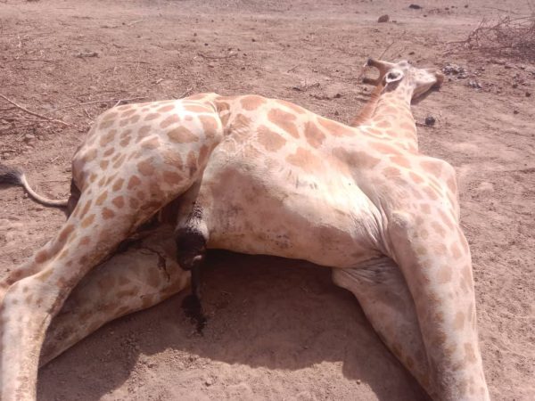 Niger loses first locally born giraffe in gadabedji reserve