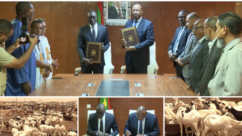 Mauritania boosts tabaski sheep supply to Senegal amid regional security shifts