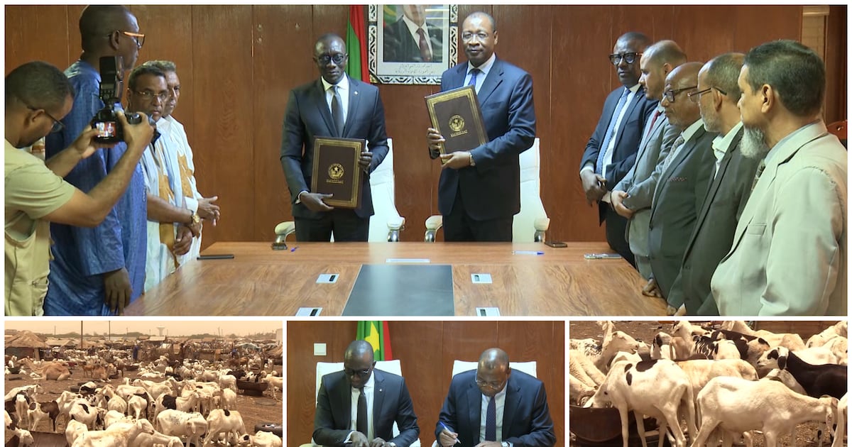 Mauritania boosts tabaski sheep supply to Senegal amid regional security shifts