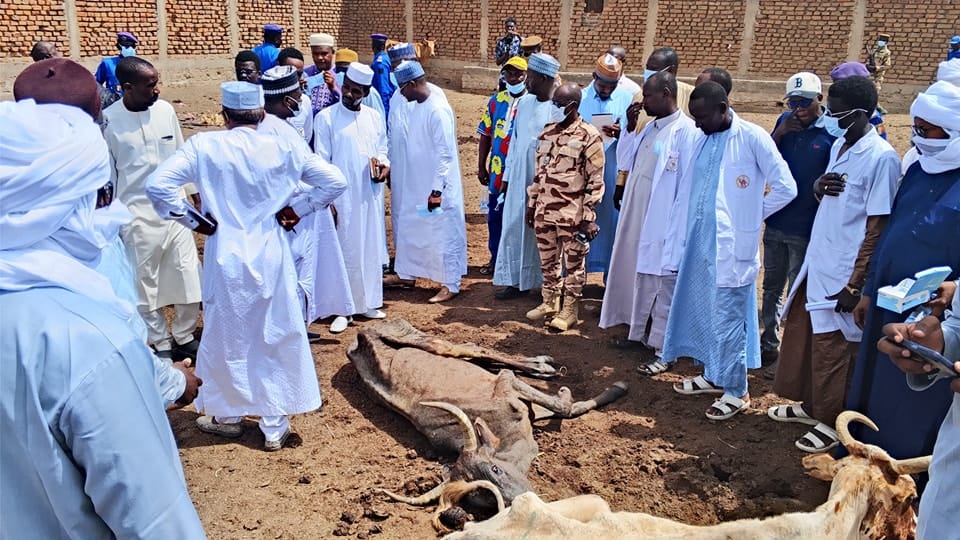 Veterinary team inspecting livestock