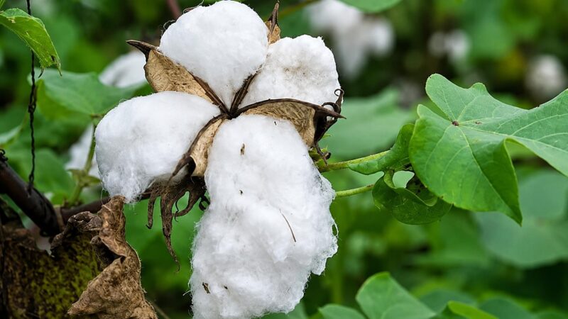 Bénin transforms agriculture with local processing push for food security