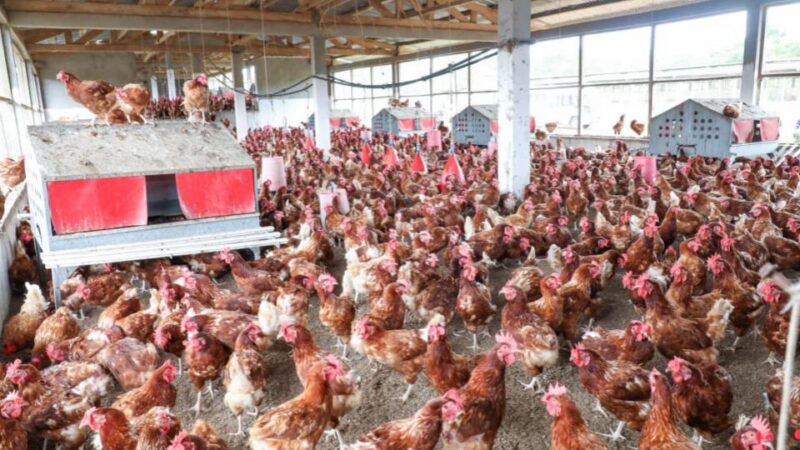 Gabon’s quest for food security: prioritizing local champions or foreign investment?