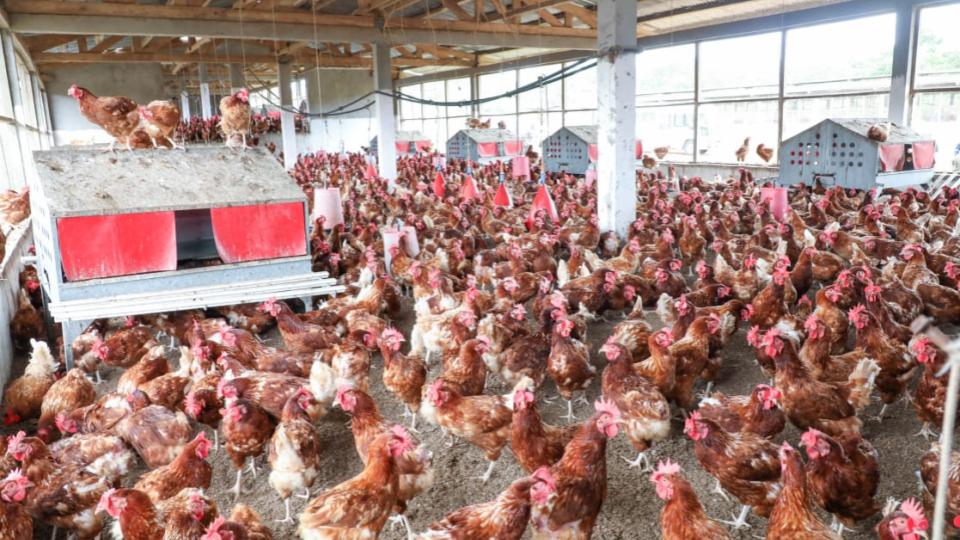 Gabon’s quest for food security: prioritizing local champions or foreign investment?
