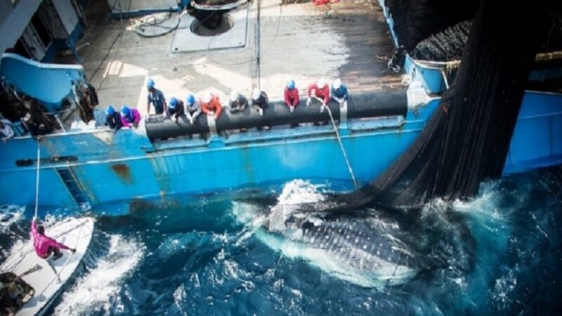 Gabon asserts control over its fishing resources, ending EU partnership
