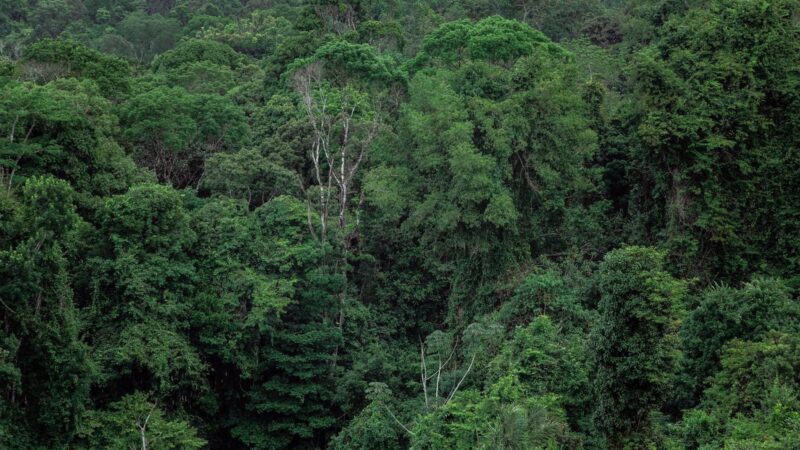 Luxury giant LVMH poised for landmark forest sourcing deal in Gabon