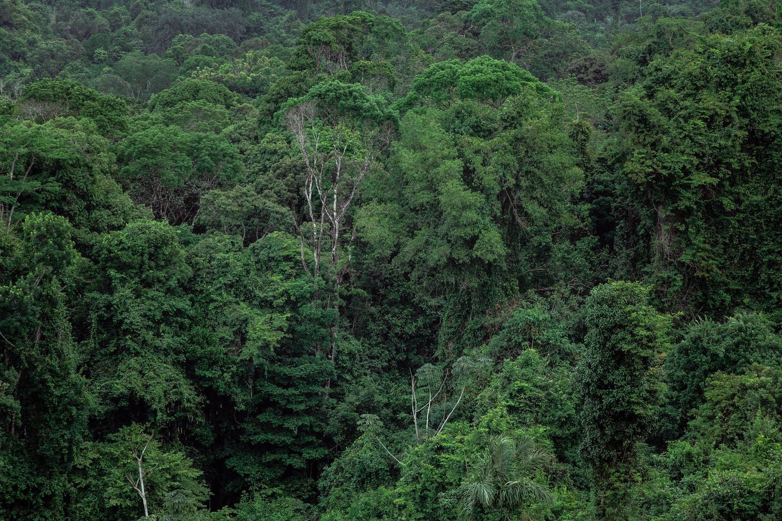 Luxury giant LVMH poised for landmark forest sourcing deal in Gabon