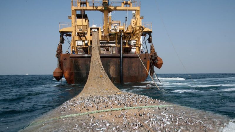 Gabon terminates its maritime fishing partnership with the European Union