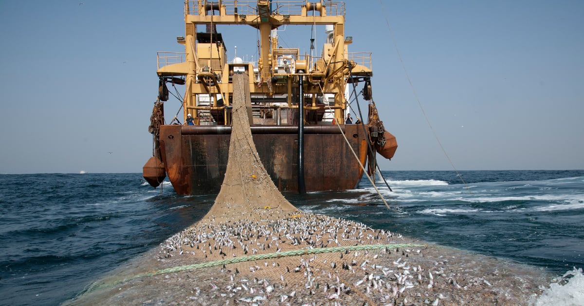 Gabon terminates its maritime fishing partnership with the European Union