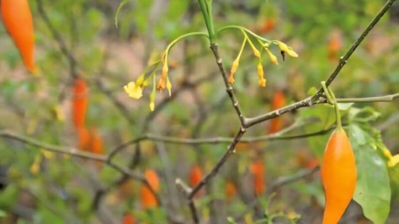 Gabon tightens control over sacred iboga plant through new regulations