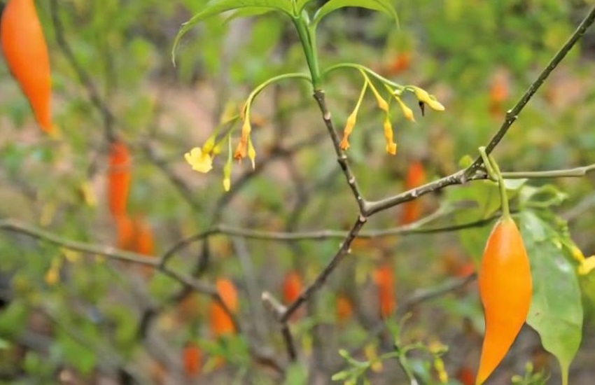 Gabon tightens control over sacred iboga plant through new regulations