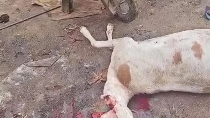 Chad dismantles illegal slaughterhouse in Farik Aguek, Abéché