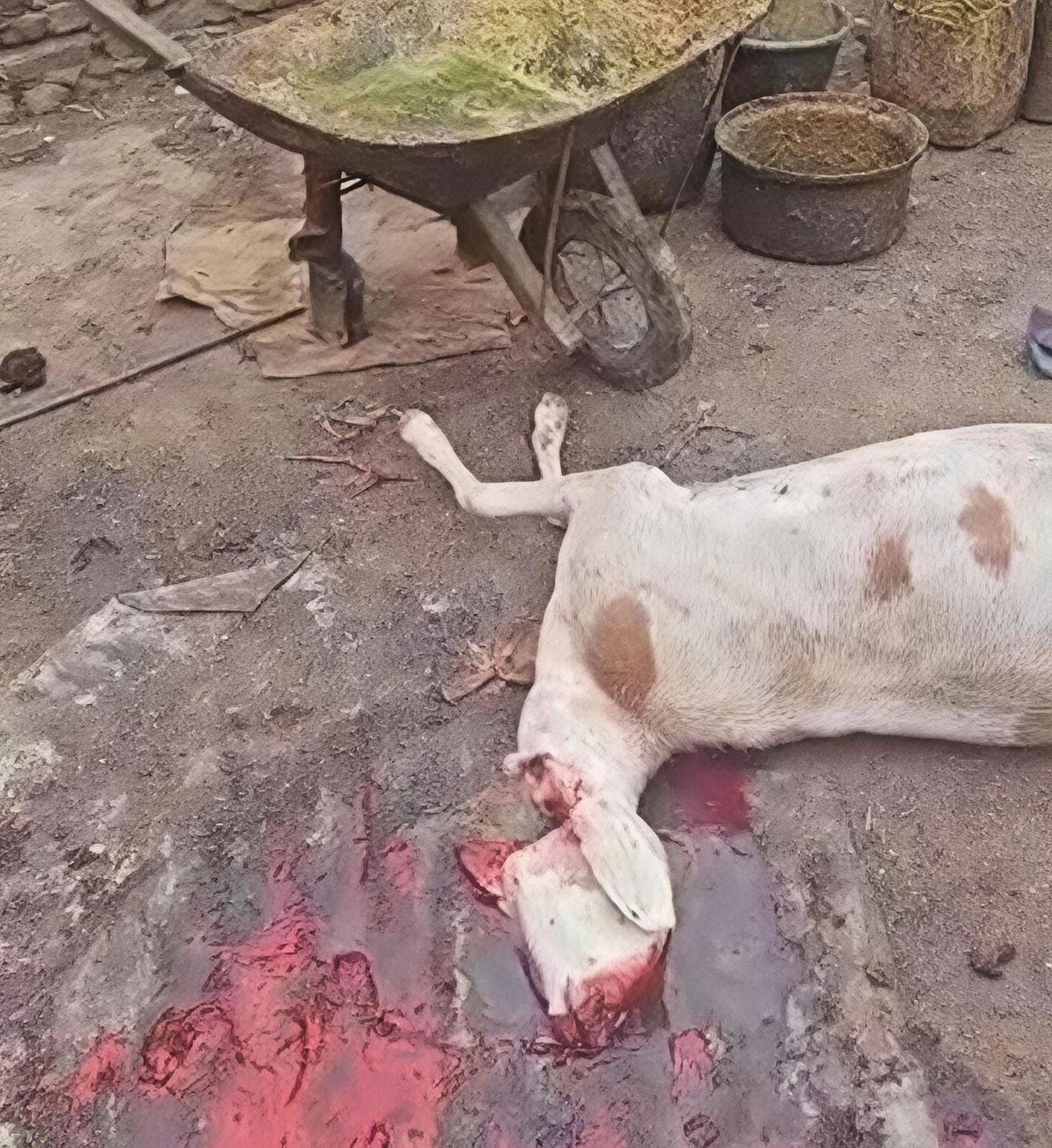 Chad dismantles illegal slaughterhouse in Farik Aguek, Abéché