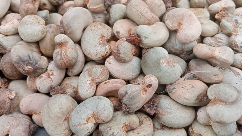 Côte d’Ivoire’s cashew harvest drops in bounkani region