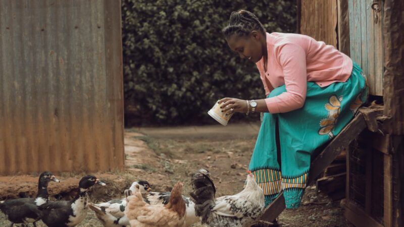 SONOCO’s ambitious plan for Gabon’s poultry sector