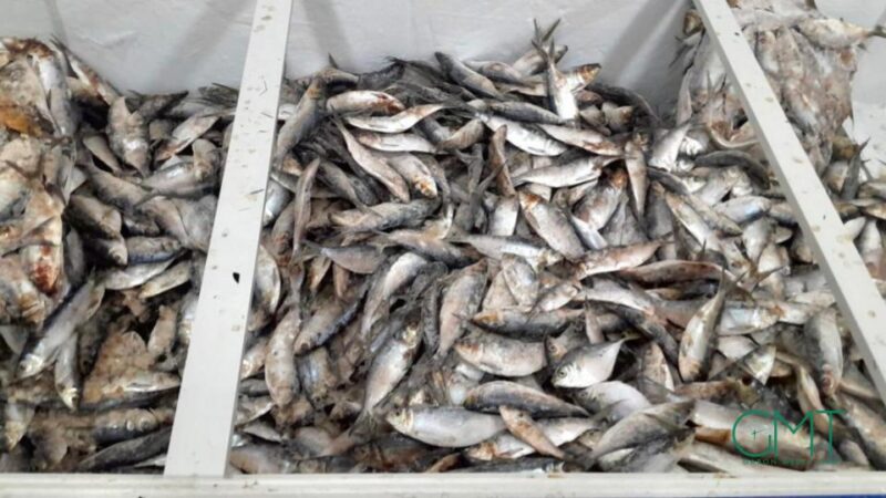 Gabon’s temporary ban on sardine and ‘sans nom’ fish exports to secure national supply