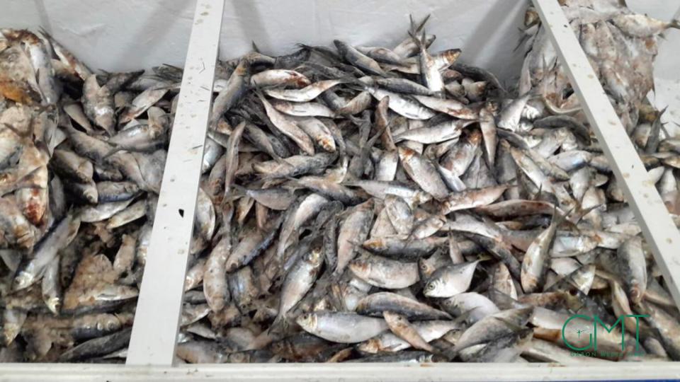 Gabon’s temporary ban on sardine and ‘sans nom’ fish exports to secure national supply