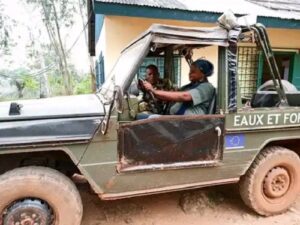 Forestry sector in central africa faces tax evasion challenges