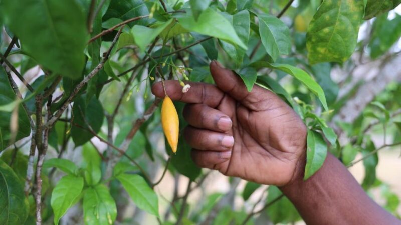 Gabon’s iboga: tapping into global health demand with sustainable growth