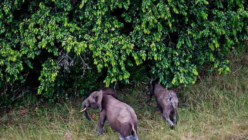 Gabon aims to set global standards with national park certification