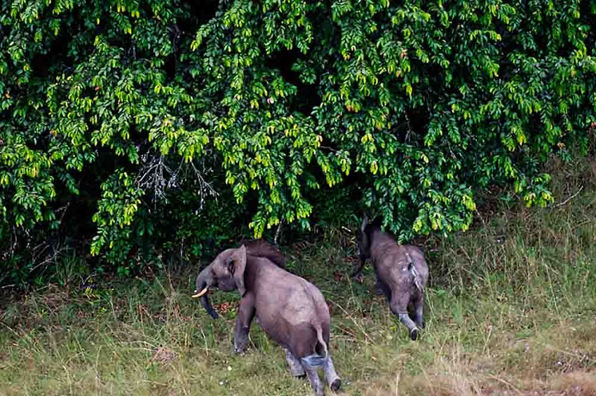 Gabon aims to set global standards with national park certification
