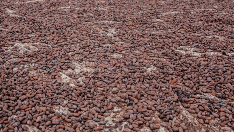 Cameroon cacao price hits record high of 2600 fcfa