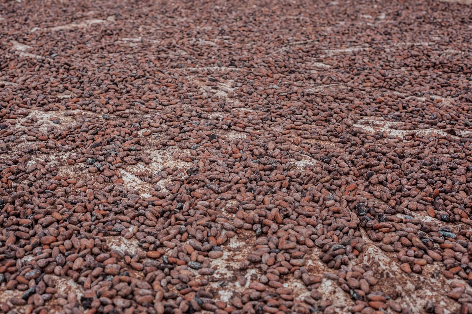 Cameroon cacao price hits record high of 2600 fcfa