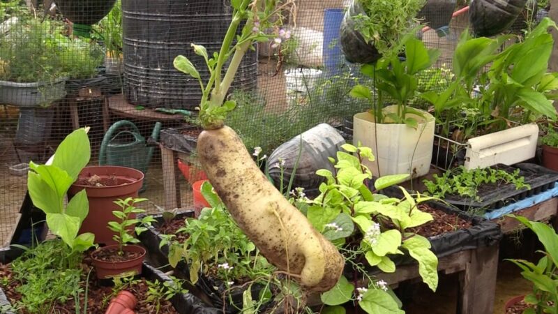 Bamako’s organic markets thrive with short supply chains in Mali