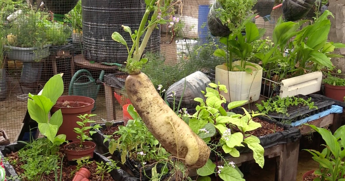 Bamako’s organic markets thrive with short supply chains in Mali