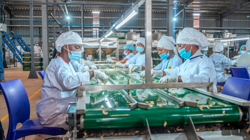 Ivory coast caju industry gets major funding boost to boost local processing
