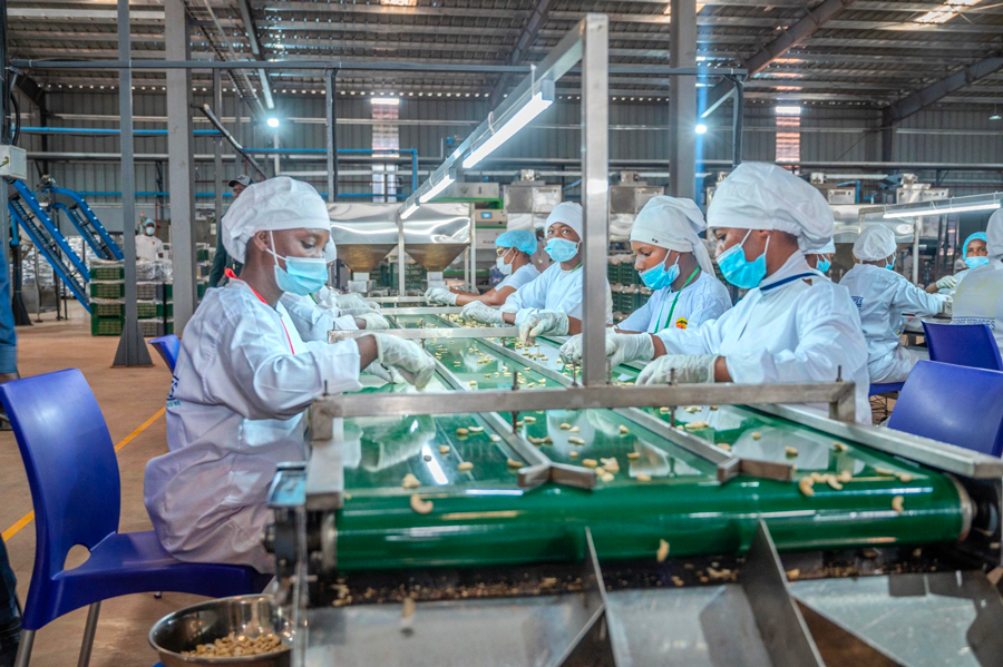 Ivory coast caju industry gets major funding boost to boost local processing