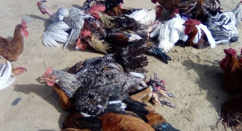 Chad’s poultry prices surge in Ati, straining households and traders