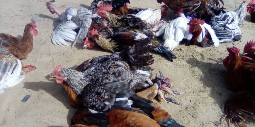 Chad’s poultry prices surge in Ati, straining households and traders