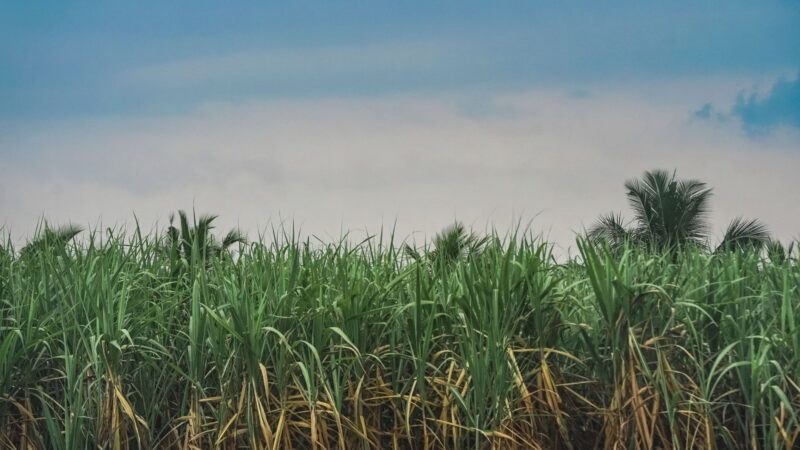Cameroun puts sugar industry stability first with Sosucam share sale freeze