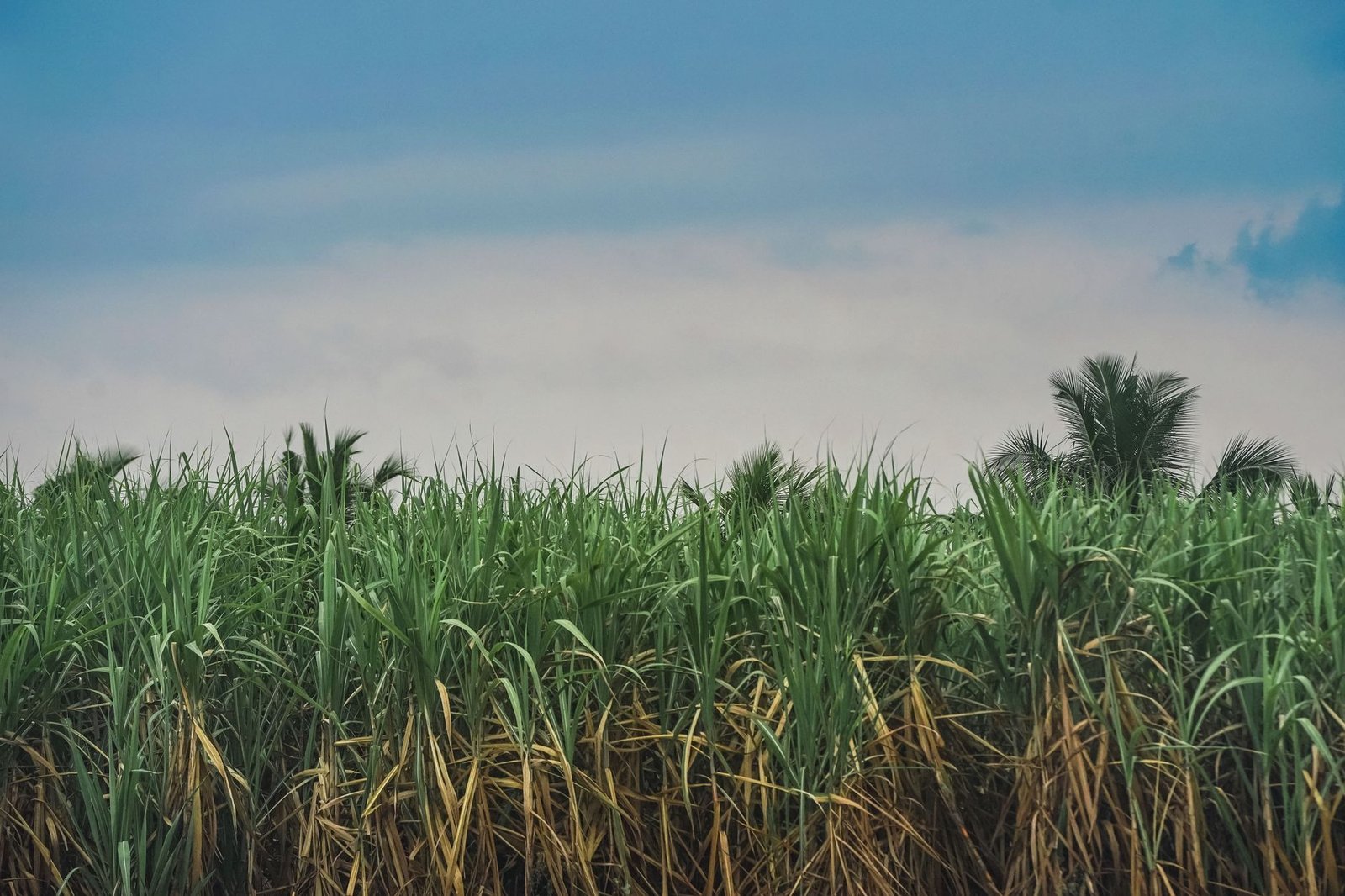 Cameroun puts sugar industry stability first with Sosucam share sale freeze