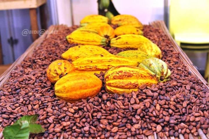 Côte d’Ivoire sets farmgate prices for 2026-2027 coffee-cocoa season at JNCC