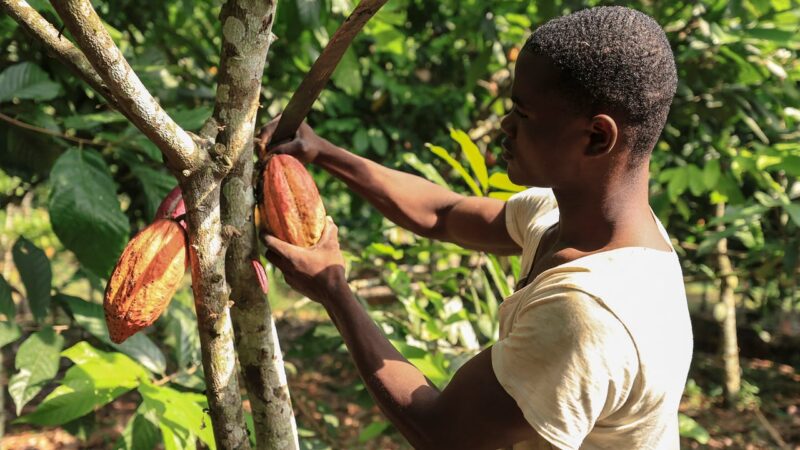 Cameroon cocoa farmers seek sustainable livelihoods amid market challenges