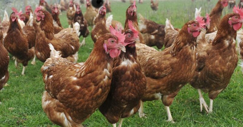 Gabon’s poultry import ban: testing food sovereignty amid global trade rules