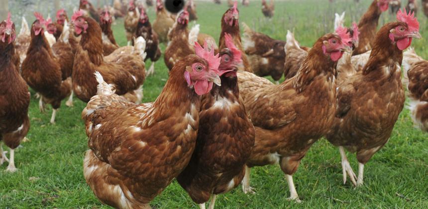 Gabon’s poultry import ban: testing food sovereignty amid global trade rules