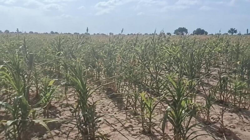 Burkina Faso: Tougan farmers sell maize at a loss as debt mounts