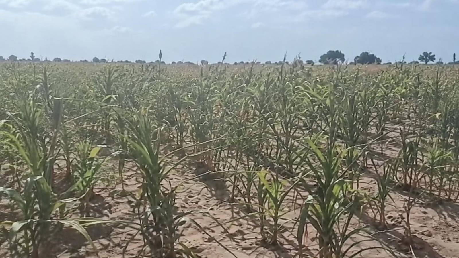 Burkina Faso: Tougan farmers sell maize at a loss as debt mounts